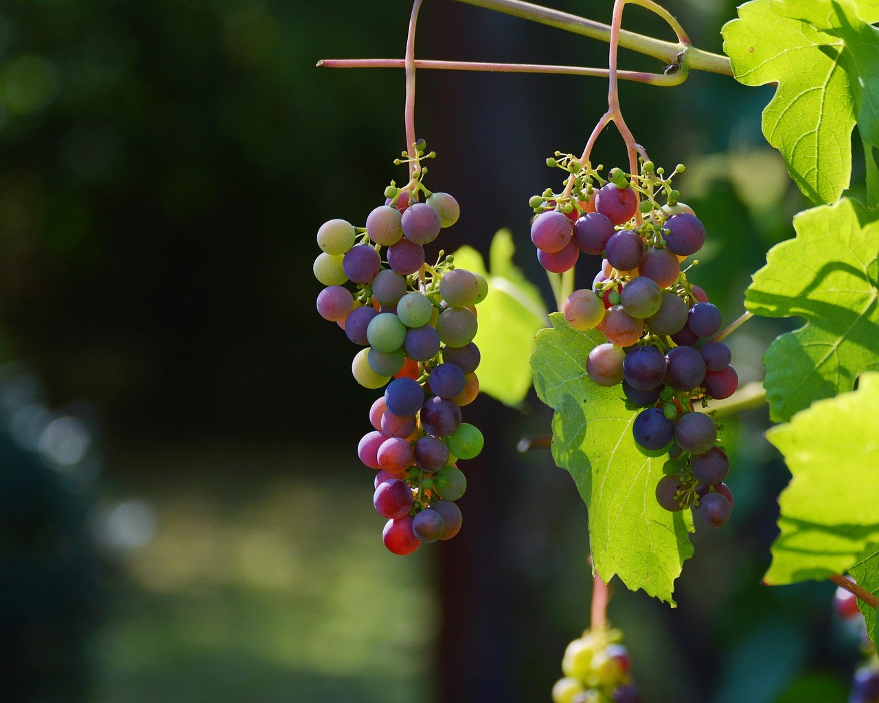Vue des vignes à Chatillon sur Marne 51 Marne