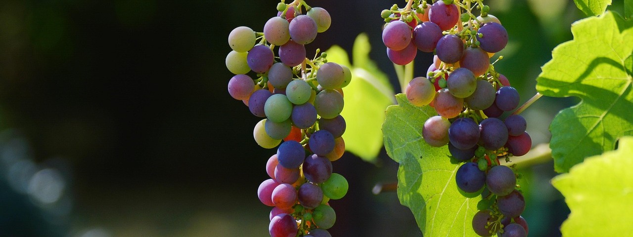 Vue des vignes à Chatillon sur Marne 51 Marne