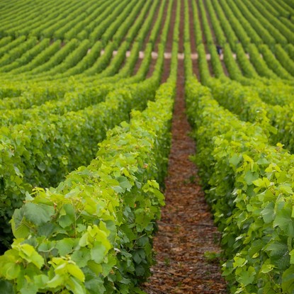 Vue sur les vignes à Chouilly 51 Marne