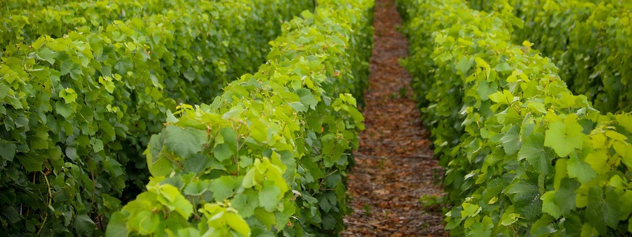 Vue sur les vignes à Chouilly 51 Marne