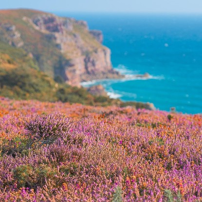 Végétation, Cap Fréhel, ciel bleu, mer bleu ©Chiemseherin