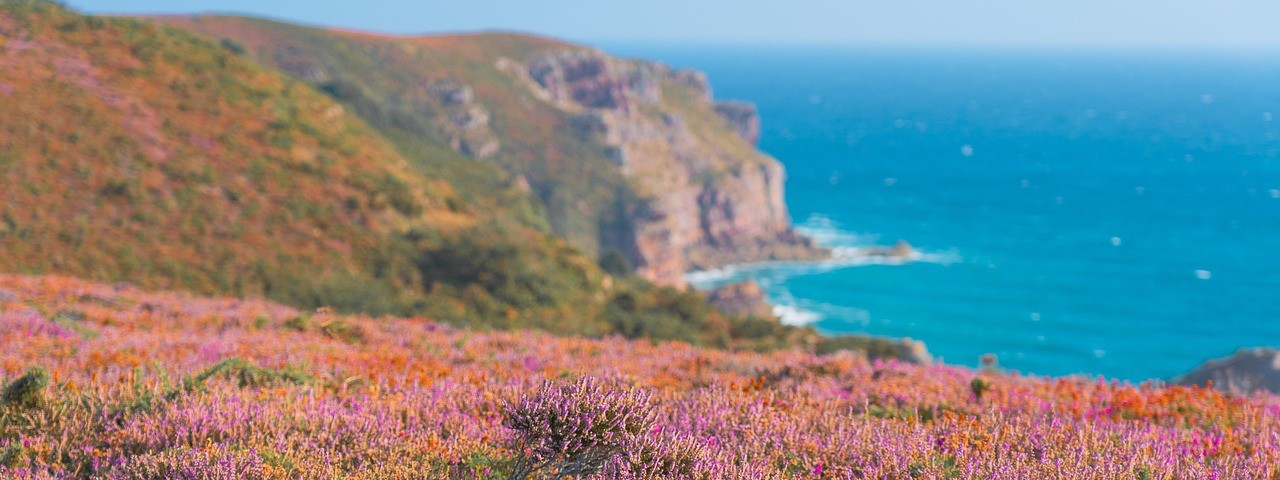 Végétation, Cap Fréhel, ciel bleu, mer bleu ©Chiemseherin