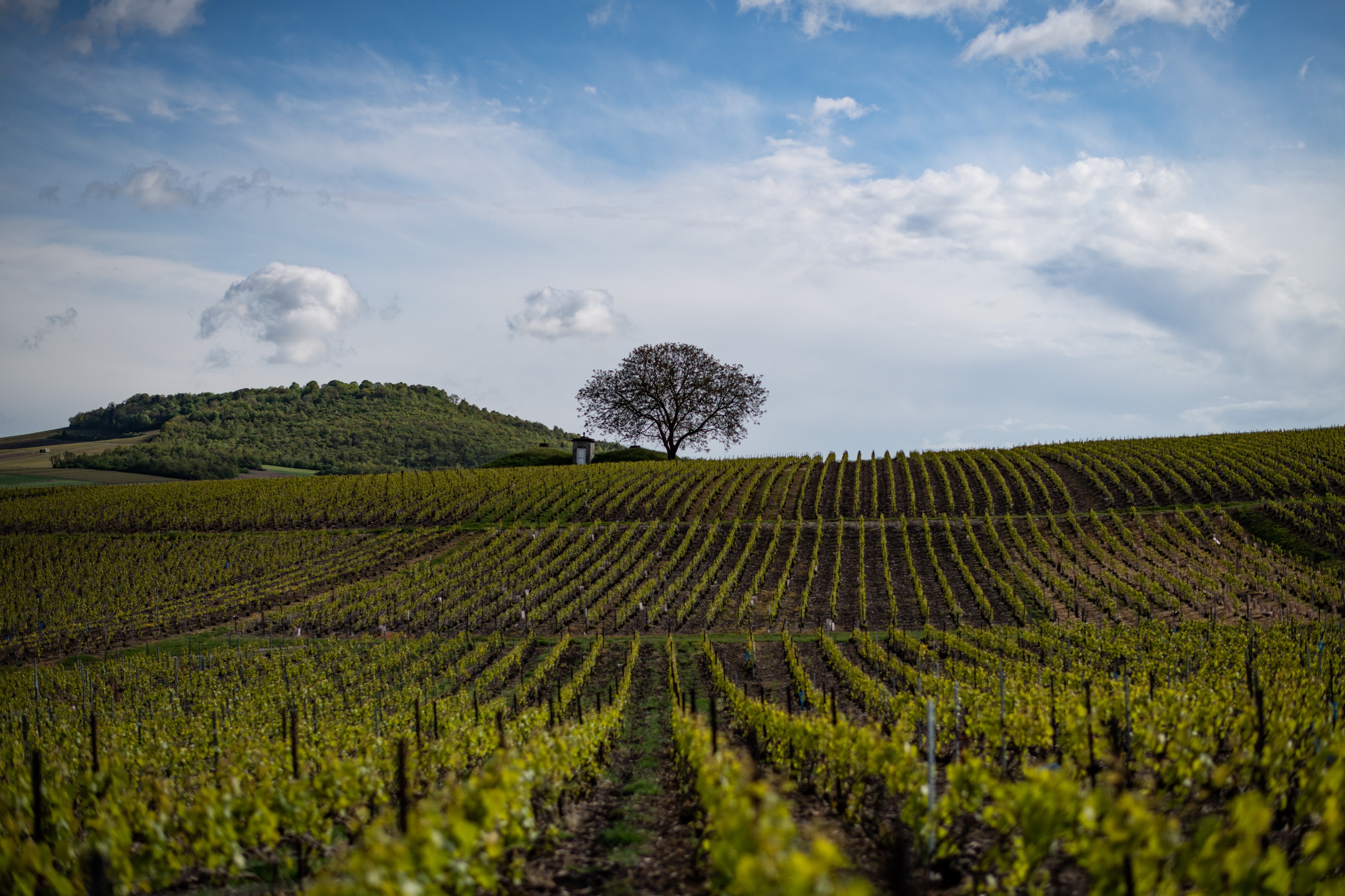 Image de couverture : Nogent-l'Abbesse : Charme et Vignobles aux portes de Reims