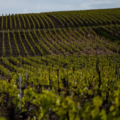 Cover image: Nogent-l'Abbesse: Charm and vineyards at the gateway to Reims