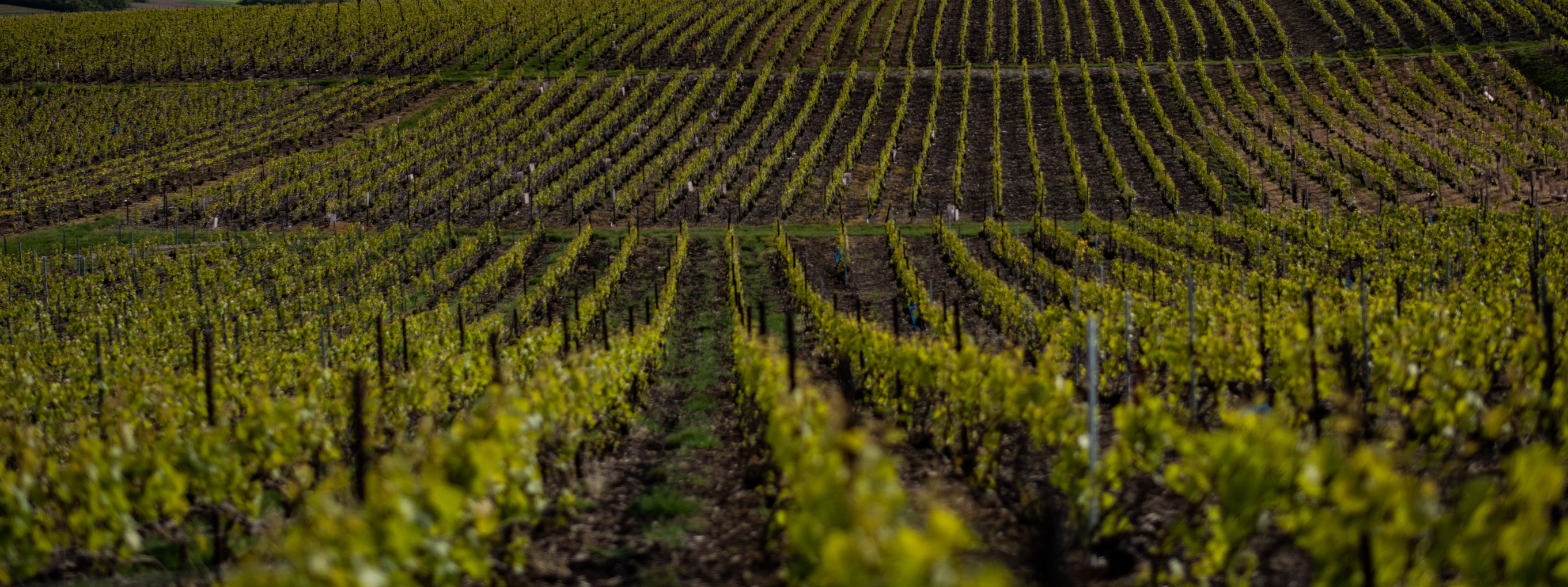Image de couverture : Nogent-l'Abbesse : Charme et Vignobles aux portes de Reims