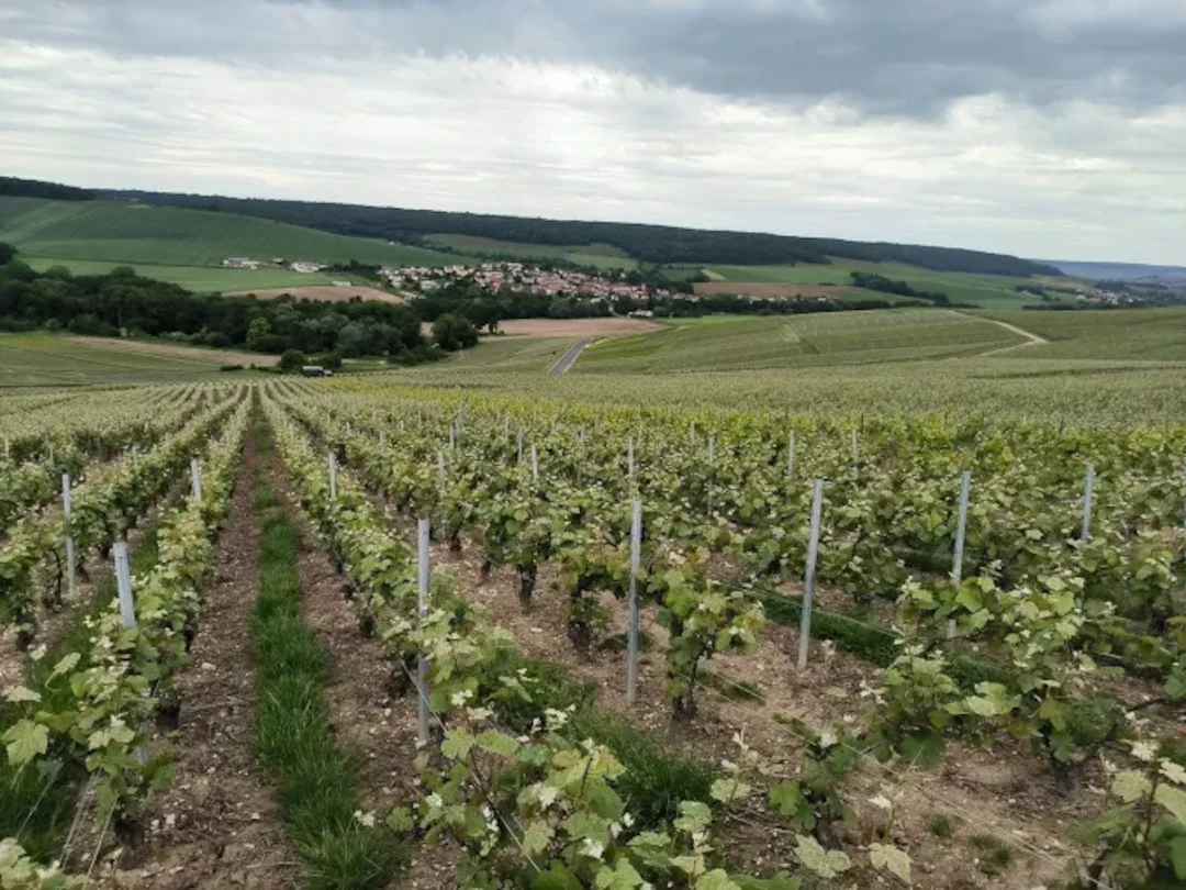 Image de couverture : Gîtes à Blancs-Coteaux (51130)