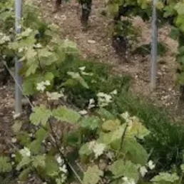 Cover image: Gîtes à Blancs-Coteaux (51130)