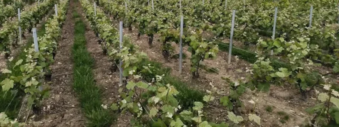 Image de couverture : Gîtes à Blancs-Coteaux (51130)