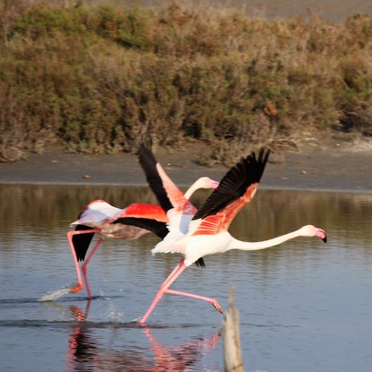 Image de couverture : Camargue Gardoise