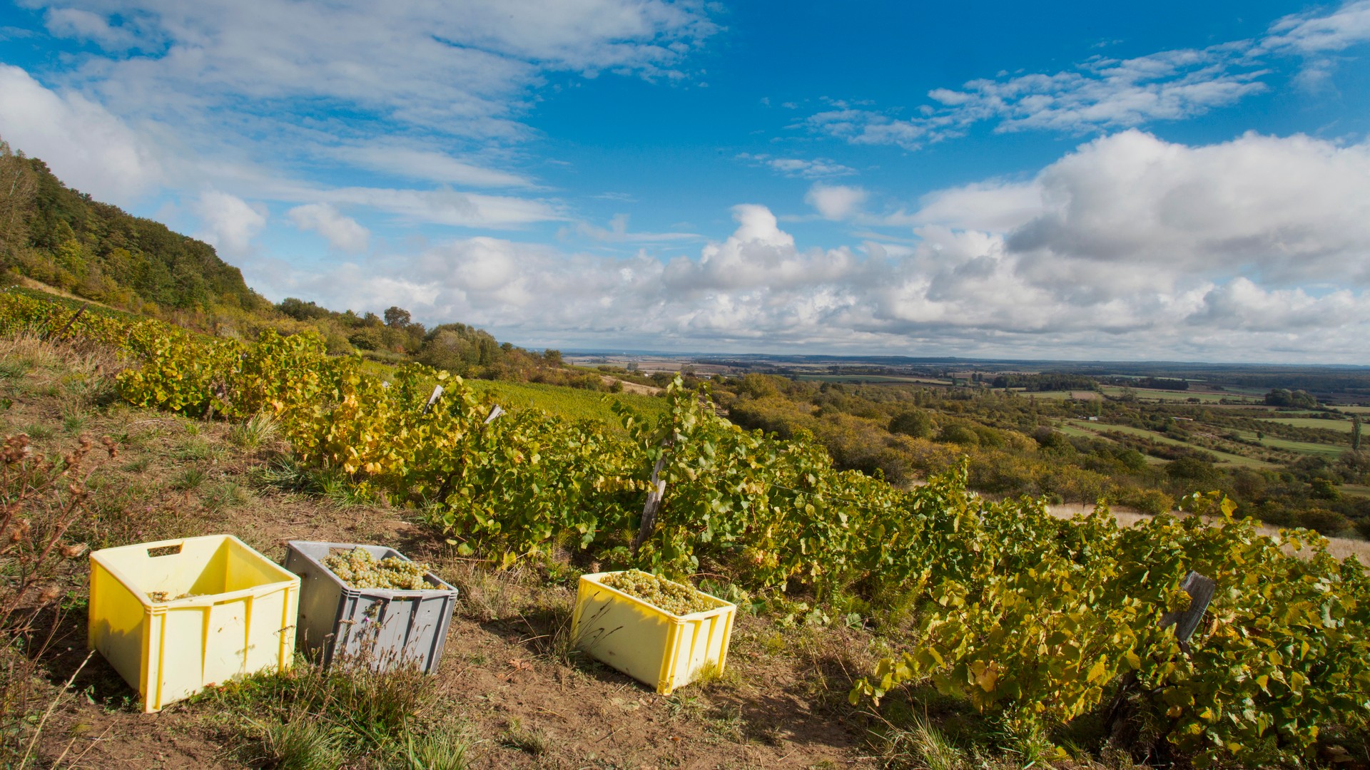 Vendanges Toul -Bertrand Jamot ARTGE Destination Lorraine-BULLIGNY