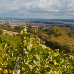Vendanges Toul -Bertrand Jamot ARTGE Destination Lorraine-BULLIGNY