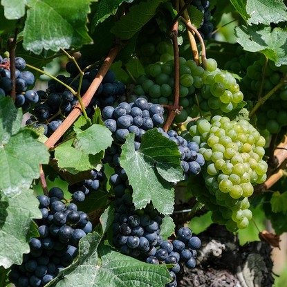 Vue sur une grappe de raisin à Colombé-la-Fosse 10 Aube