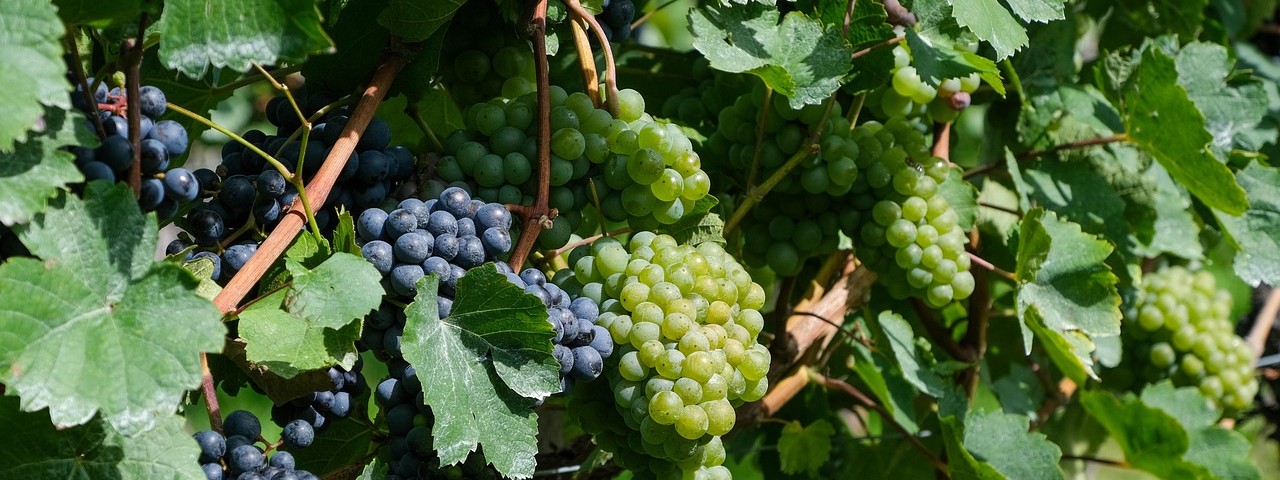 Vue sur une grappe de raisin à Colombé-la-Fosse 10 Aube