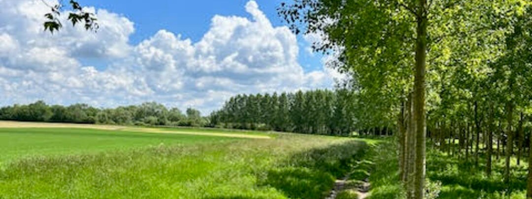 Vue sur la nature à Matougues 51 Marne