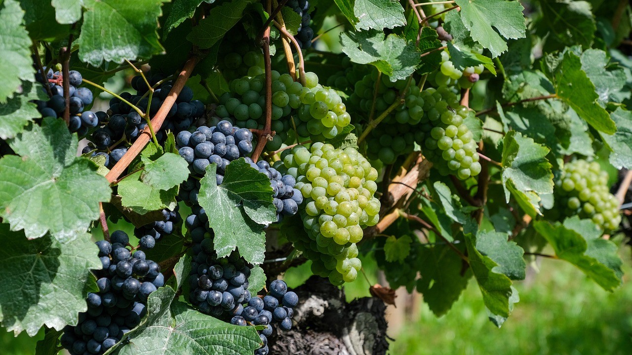 Vue sur une grappe de raisin à Colombé-la-Fosse 10 Aube