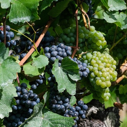 Vue sur une grappe de raisin à Colombé-la-Fosse 10 Aube