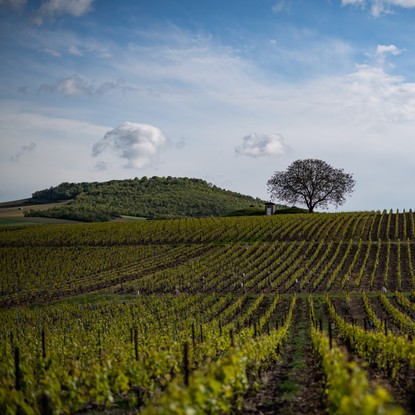 Vignoble Bergères-les-Vertus et vue sur le Mont Aimé Marne 51