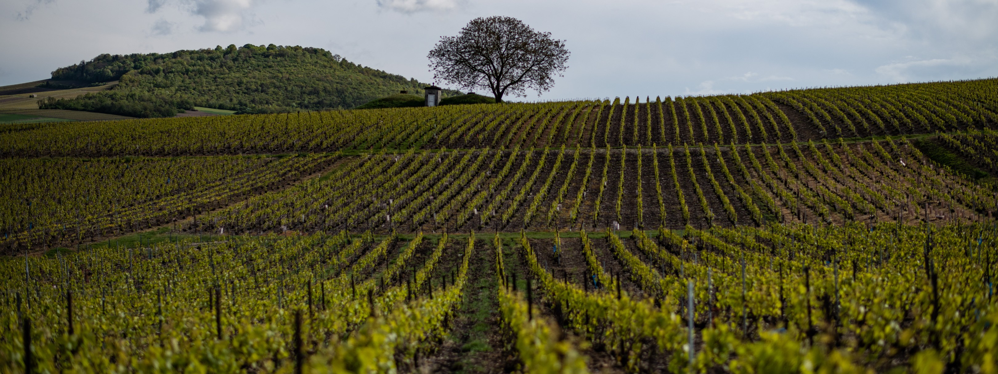 Vignoble Bergères-les-Vertus et vue sur le Mont Aimé Marne 51