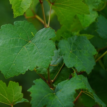 Vue sur une feuille de Vigne à  Ervy-le-Châtel (10130) Aube
