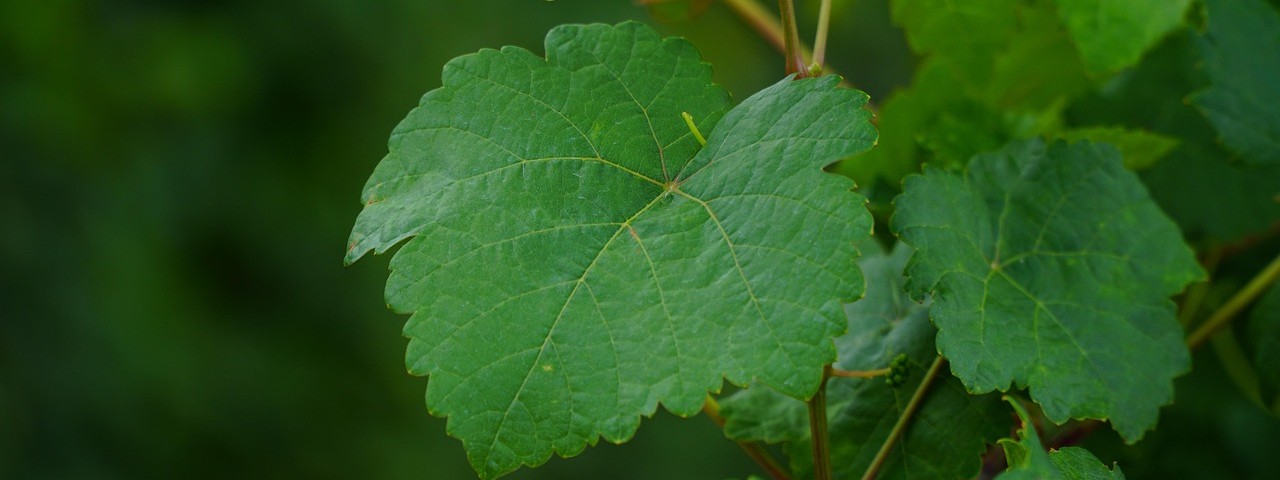 Vue sur une feuille de Vigne à  Ervy-le-Châtel (10130) Aube