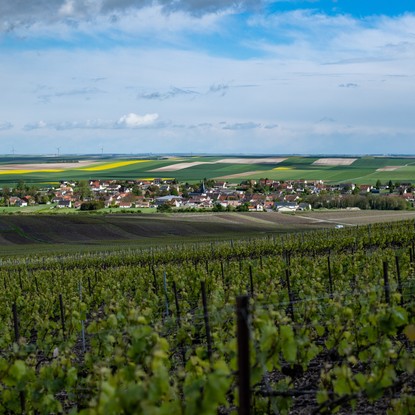 Vue sur les vignes et bergères les vertus Marne 51