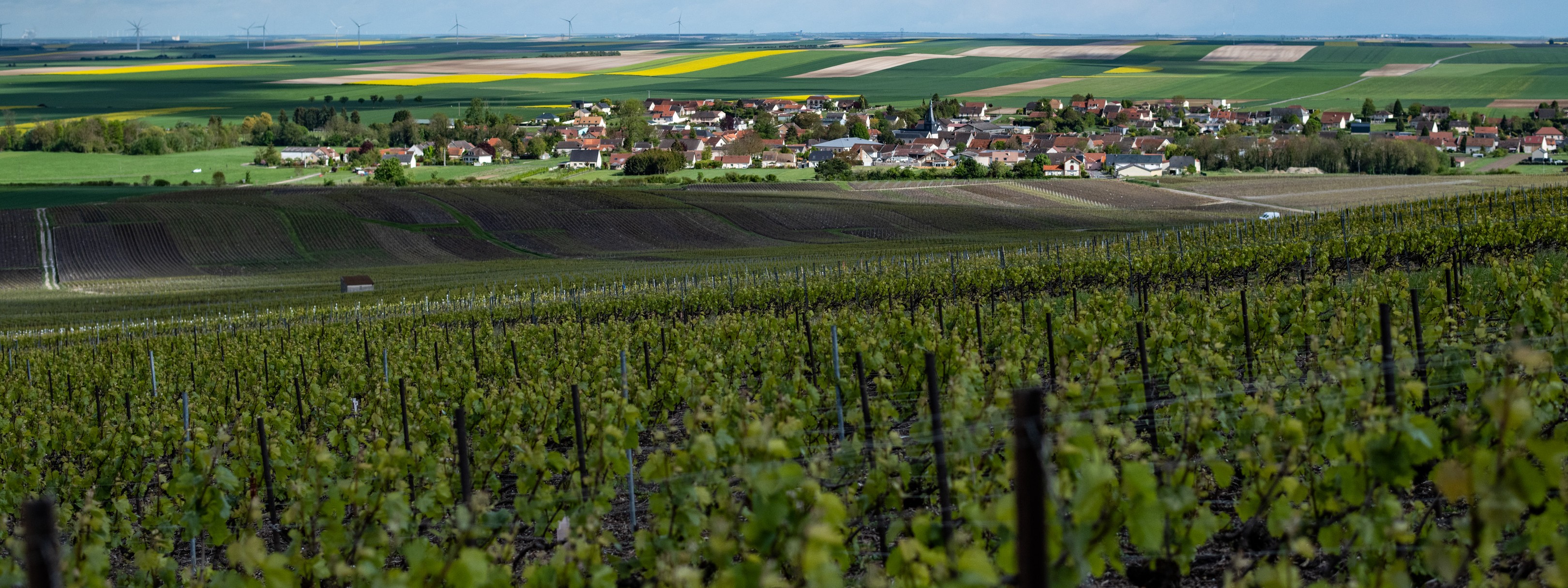 Vue sur les vignes et bergères les vertus Marne 51