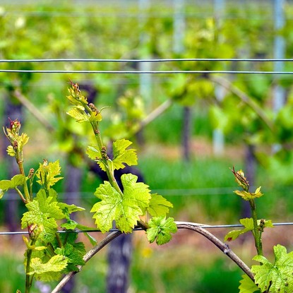 Vue des vignes à Bouzy 51 Marne