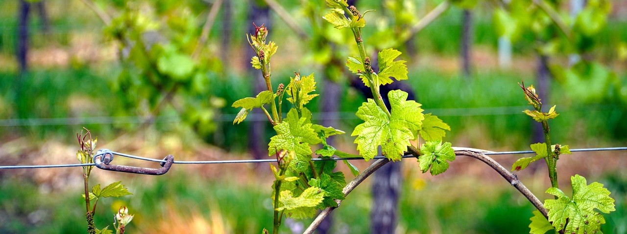 Vue des vignes à Bouzy 51 Marne