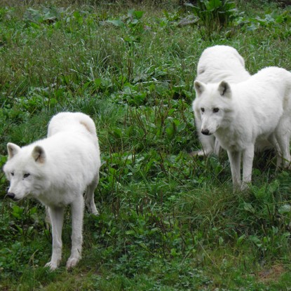 Cover image: Parc Animalier de Sainte-Croix : nature et faune en Moselle
