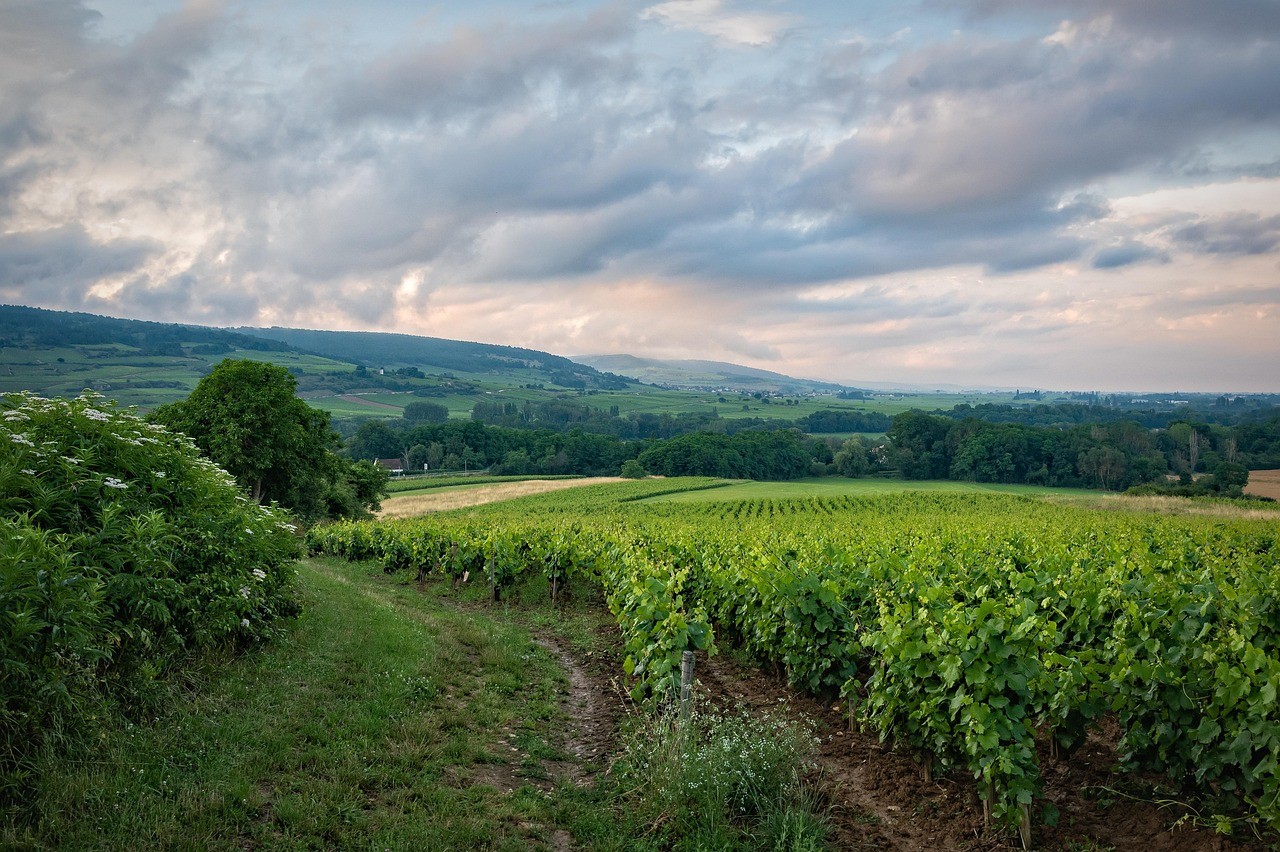 Vue sur les vignes et la nature à Bayel aube 10