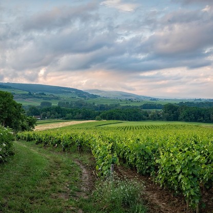 Vue sur les vignes et la nature à Bayel aube 10