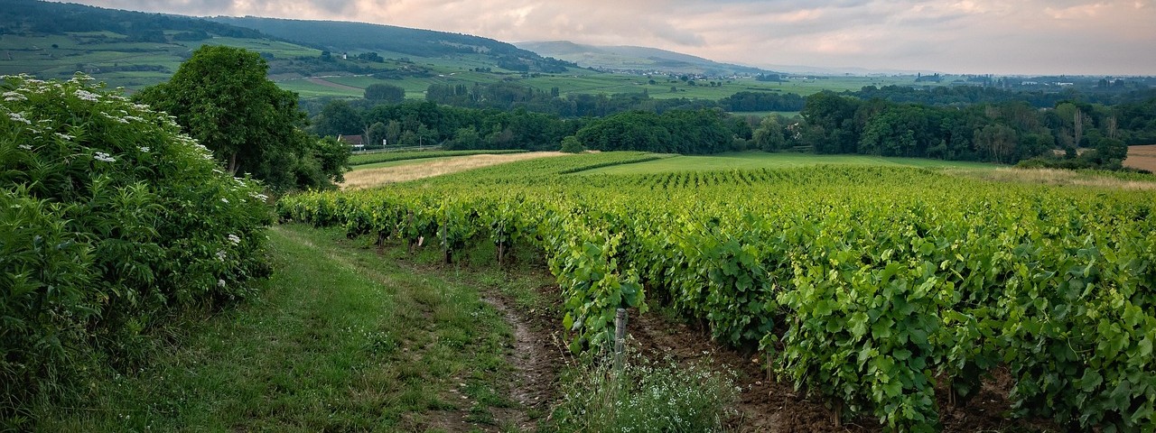 Vue sur les vignes et la nature à Bayel aube 10