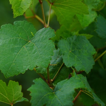 Vue sur une feuille de Vigne à  Ervy-le-Châtel (10130) Aube