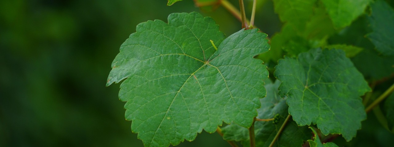 Vue sur une feuille de Vigne à  Ervy-le-Châtel (10130) Aube