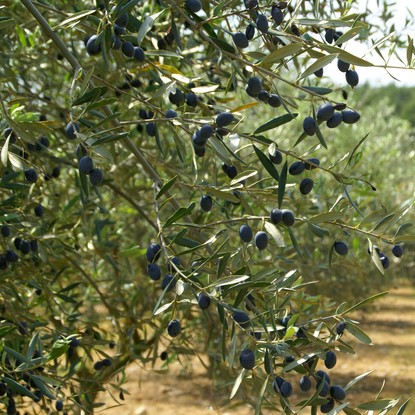 Image de couverture : Terroir du Gard