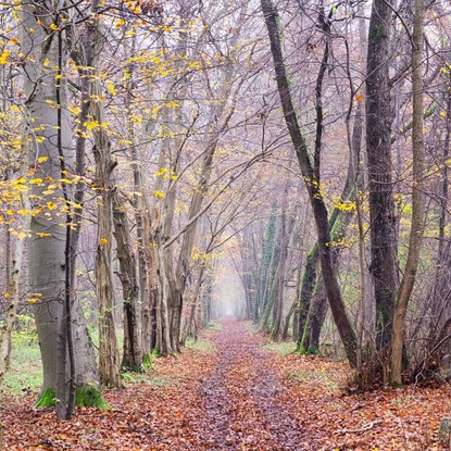 Vue de la foret Stonne 08