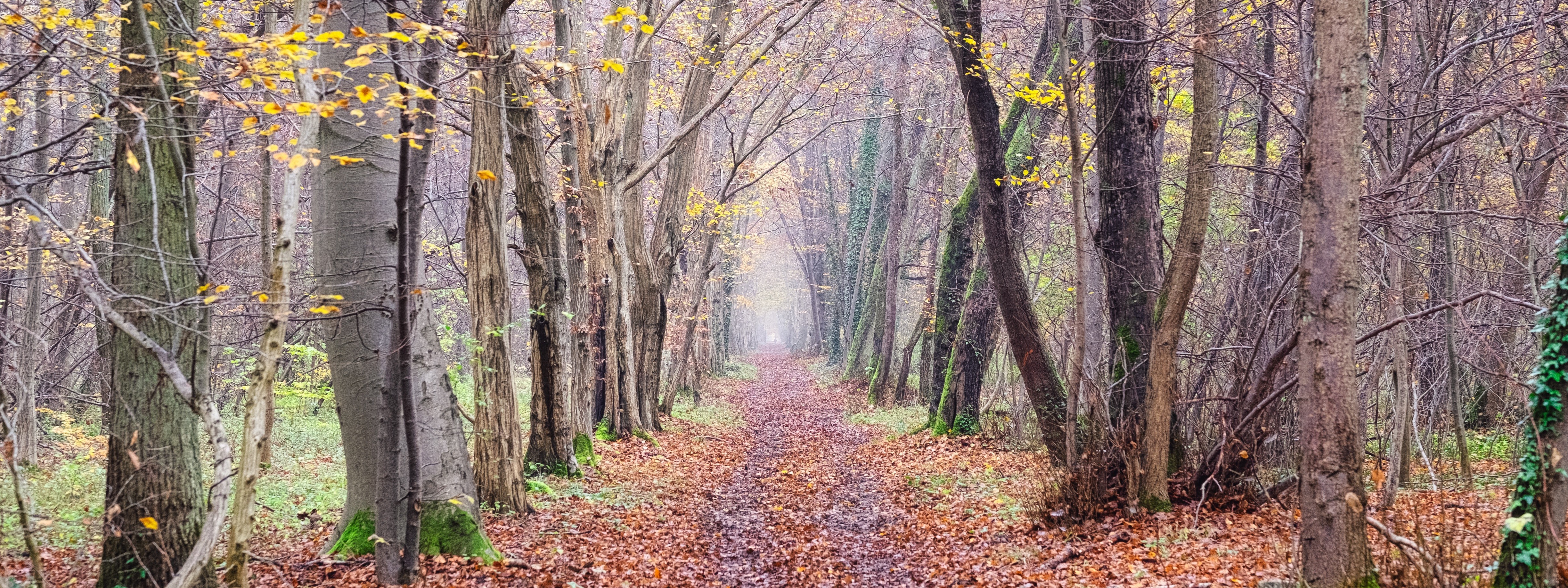 View of Stonne Forest 08