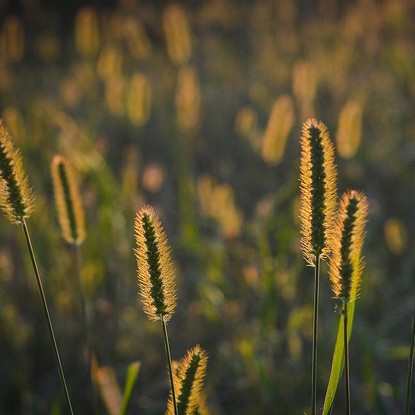 Vue sur la nature et les champs à Montiéramey dans l'aube 10