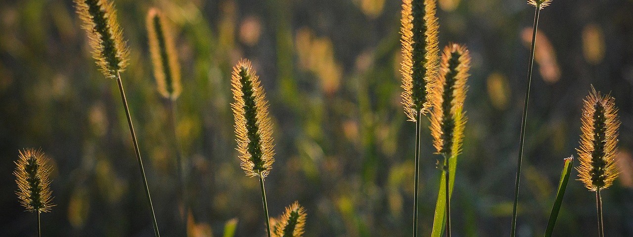 Vue sur la nature et les champs à Montiéramey dans l'aube 10