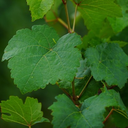 Vue sur une feuille de Vignes à Courthiézy 51 Marne
