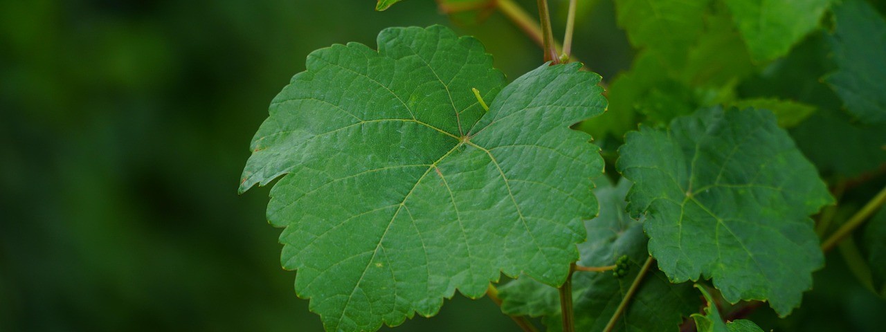 Vue sur une feuille de Vignes à Courthiézy 51 Marne