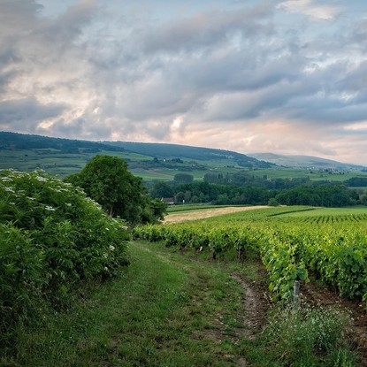 Vue sur les vignes et la nature à Bayel aube 10