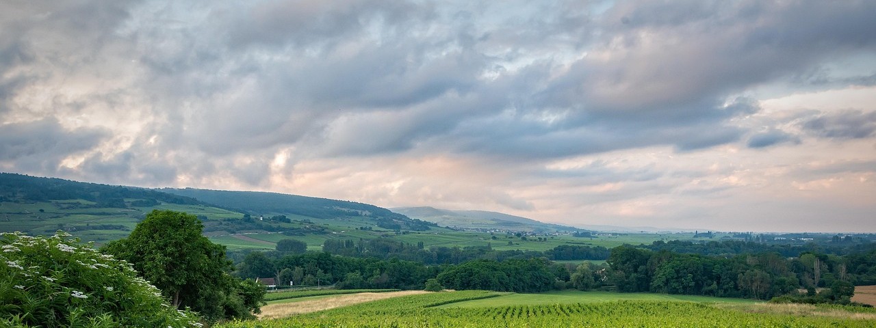 Vue sur les vignes et la nature à Bayel aube 10