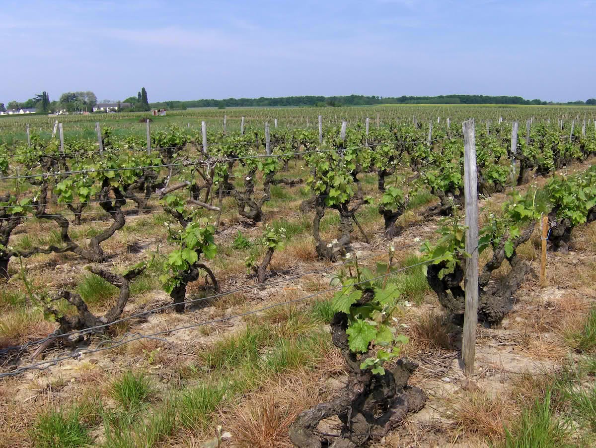 Cover image: Holiday rentals in Vouvray