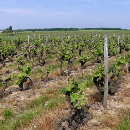 Cover image: Holiday rentals in Vouvray