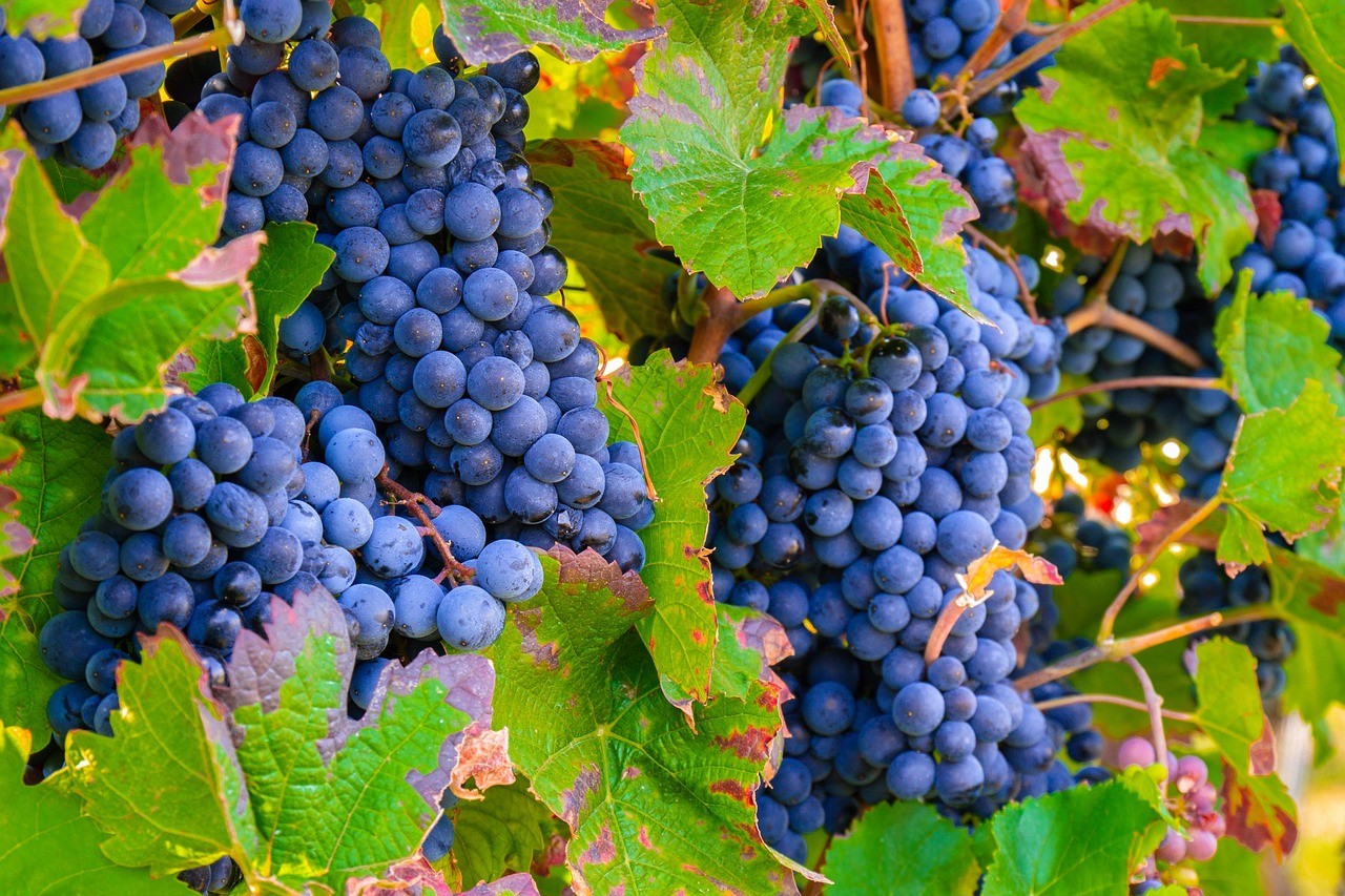 Vue sur les vignes à Châtillon-sur-Morin 51 Marne