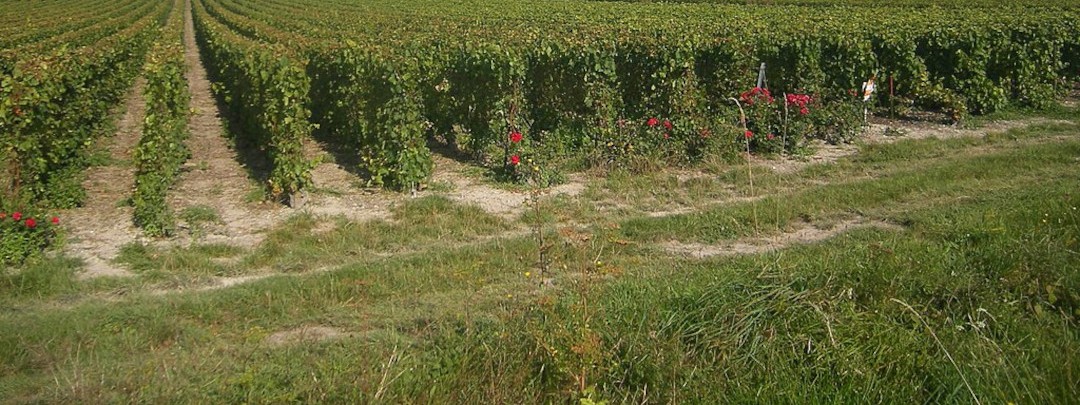 Cover image: Locations de vacances à Colombé-le-Sec (10200)