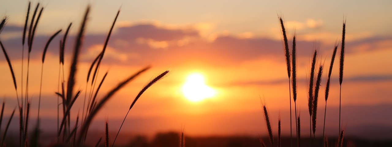 Coucher de soleil  à Lachy Marne 51