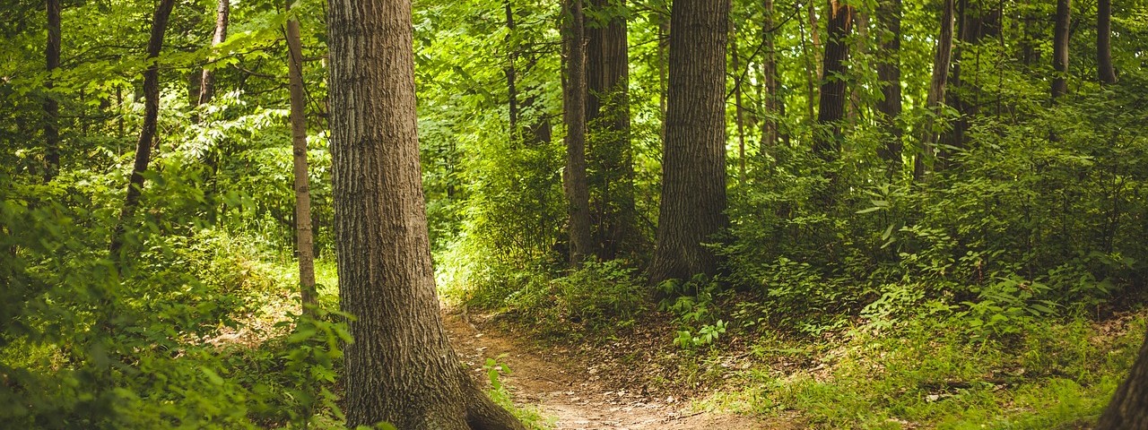 Vue sur la foret et la nature à Haussignémont Marne 51