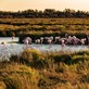 Cover image: Locations de vacances en Camargue